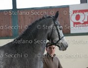 Berlin dei Folletti TosTour2013- S5 3014 : Arezzo, Arezzo Equestrian Centre, Berlin dei Folletti, Cavalli d'Italia, Toscana Tour 2013, foto di Stefano Secchi ©
